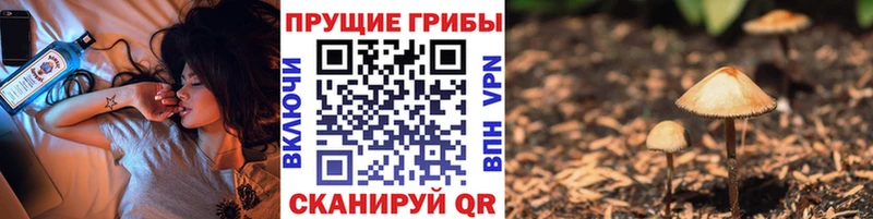 Псилоцибиновые грибы Psilocybe  Новоульяновск 